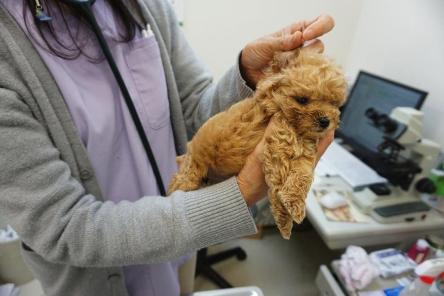 Vet-Checked Toy Poodle Puppies for Adoption in the USA