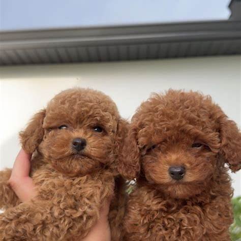Toy Poodle Puppies Available Now | Strickly Pups