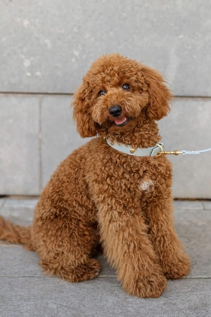 Trained Toy Poodle Puppies in the USA