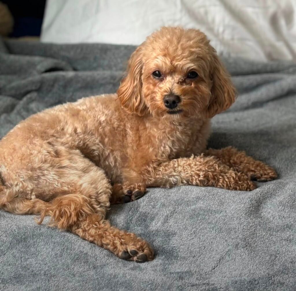 Red Toy Poodle Puppies for Adoption in the USA