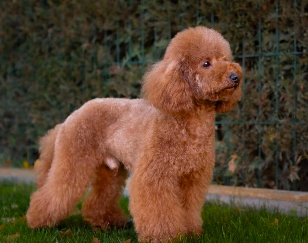 Small Poodle Puppies for Adoption in the USA