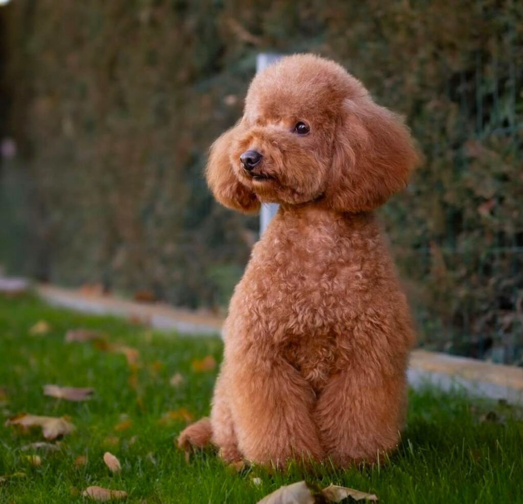 Vaccinated Toy Poodle Puppies in the USA