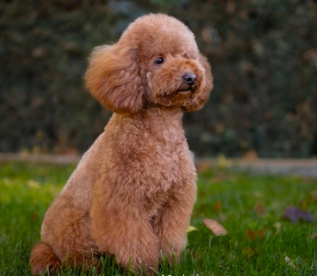 Adopt a Toy Poodle Puppy in the USA
