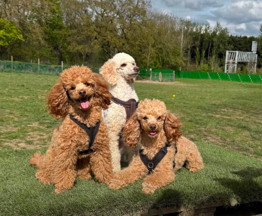 Find a Trusted Toy Poodle Breeder Near You in the USA