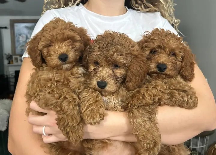 Toy Poodle puppies for sale in the USA