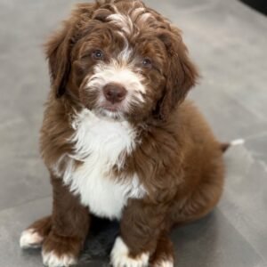 Cocoa  l'm 8 weeks old male