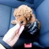 Boone – Male Toy Poodle Puppy for Adoption
