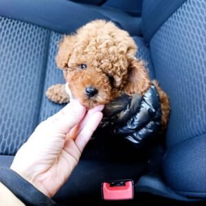Boone – Male Toy Poodle Puppy for Adoption
