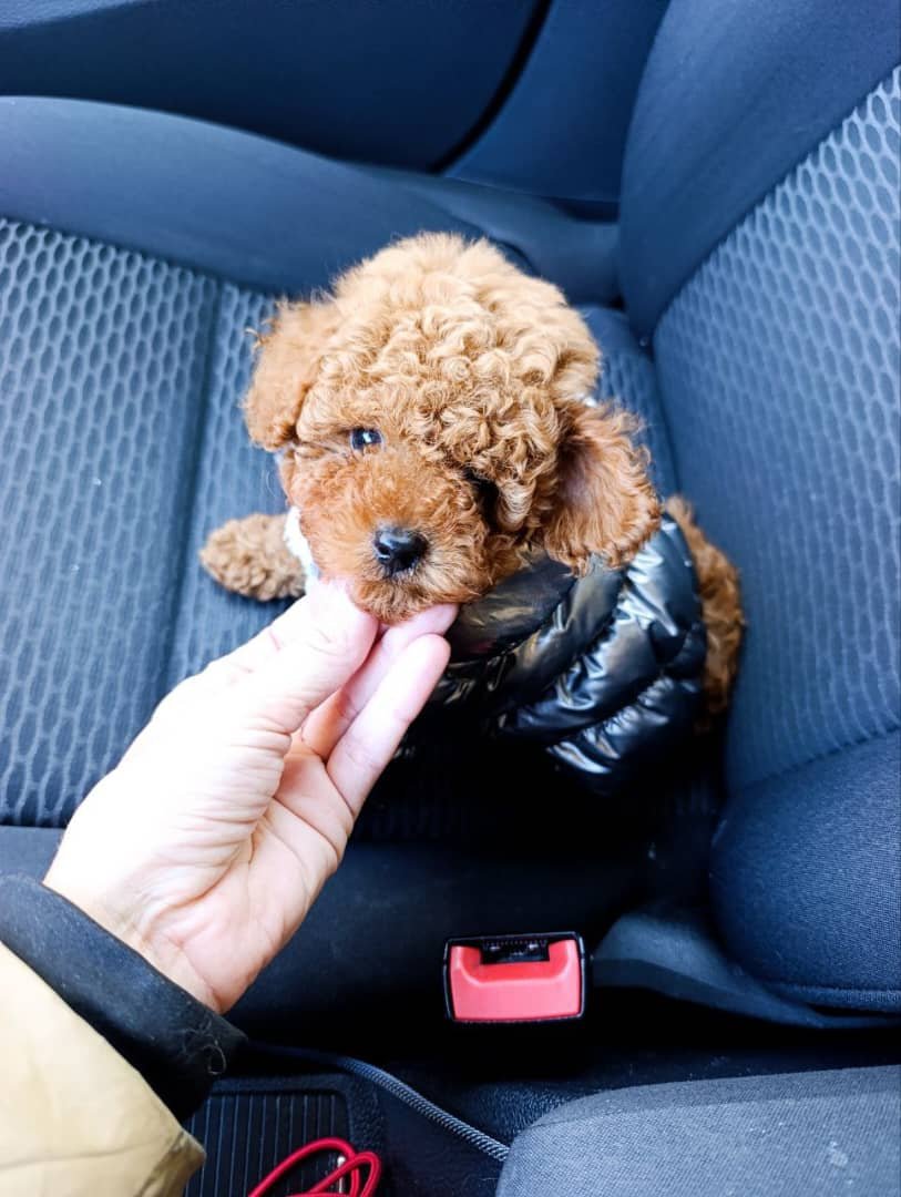 Boone – Male Toy Poodle Puppy for Adoption Boone – Male Toy Poodle Puppy for Adoption