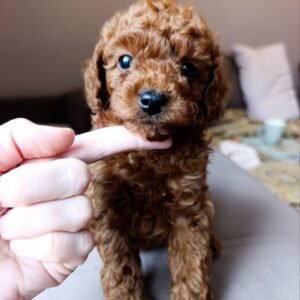 Bella I'm 8 weeks old female Toy poodle