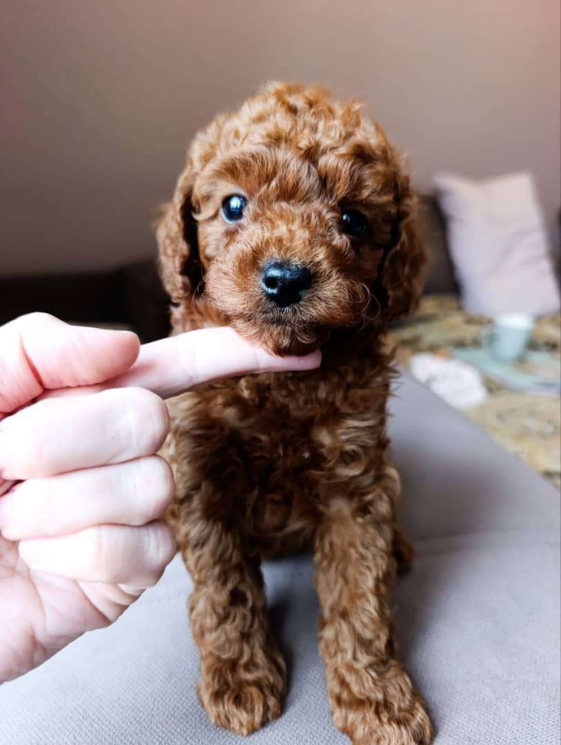 Bella – Female Toy Poodle Puppy for Adoption