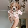 Rena – Female Toy Poodle Puppy for Adoption