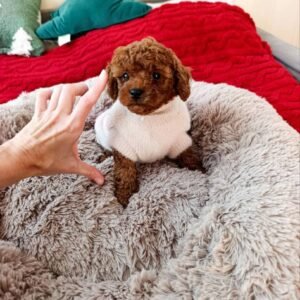 Dakota I'm 8 weeks old female Toy poodle