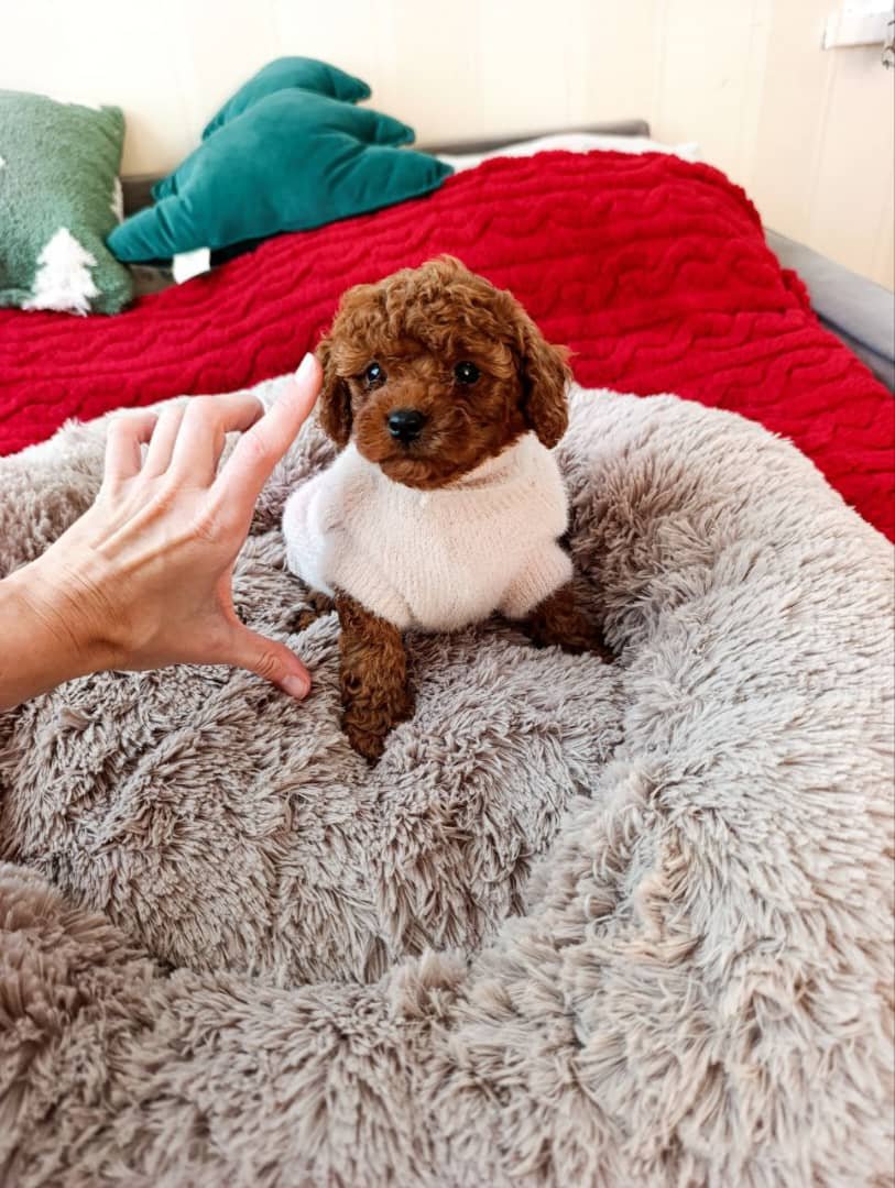 Dakota – Female Toy Poodle Puppy for Adoption