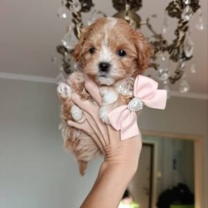 Rena – Female Toy Poodle Puppy for Adoption