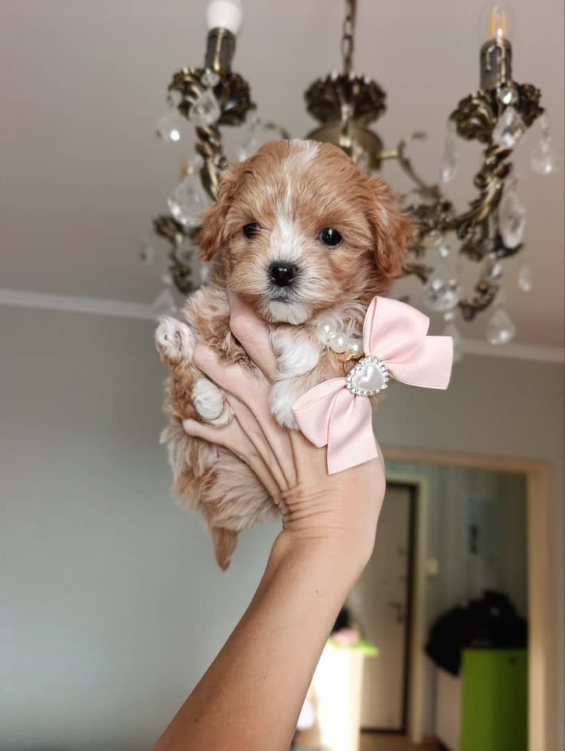 Rena – Female Toy Poodle Puppy for Adoption Rena – Female Toy Poodle Puppy for Adoption