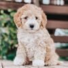Fiffi – 9 weeks Female Mini Goldendoodle Puppy for Adoption