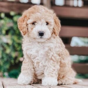 Fiffi –  9 weeks Female Mini Goldendoodle Puppy for Adoption