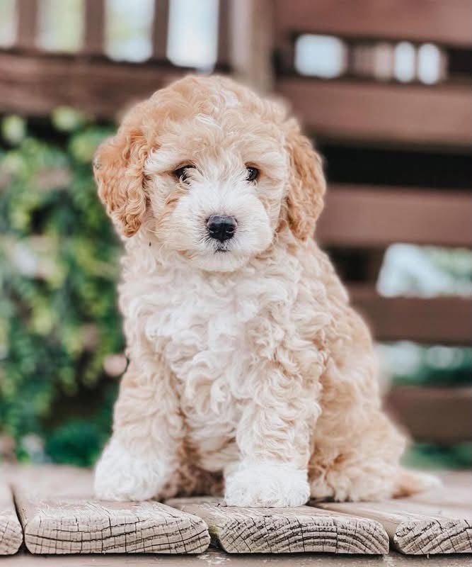 Fiffi – 9 weeks Female Mini Goldendoodle Puppy for Adoption Fiffi – 9 weeks Female Mini Goldendoodle Puppy for Adoption