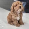 Octavia – Female Mini Goldendoodle Puppy for Adoption