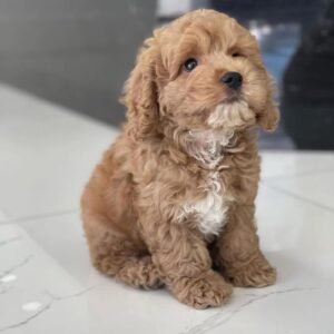 Octavia – Female Mini Goldendoodle Puppy for Adoption