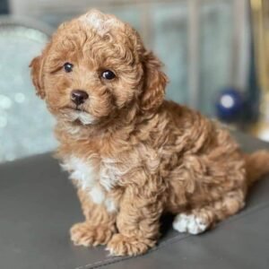 Gavin I'm 9 weeks old male mini Goldendoodle