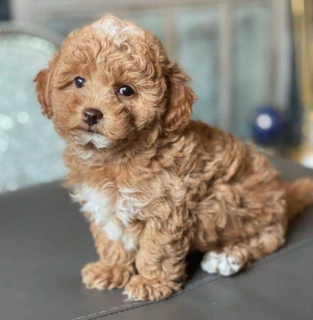 Gavin I'm 9 weeks old male mini Goldendoodle Gavin I'm 9 weeks old male mini Goldendoodle