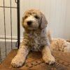 Zita – Female Mini Goldendoodle Puppy for Adoption