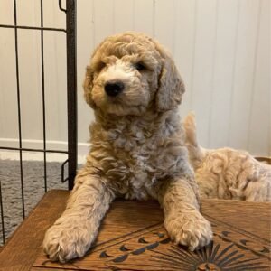Zita – Female Mini Goldendoodle Puppy for Adoption