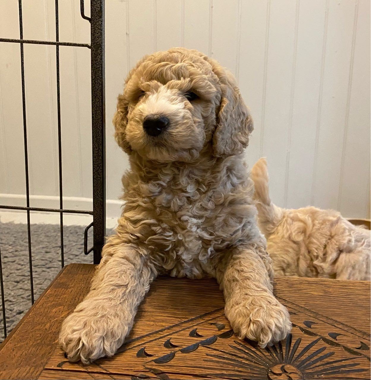 Zita – Female Mini Goldendoodle Puppy for Adoption Zita – Female Mini Goldendoodle Puppy for Adoption