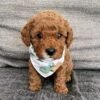 Dayne – Male Mini Goldendoodle Puppy for Adoption