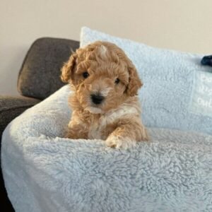 Daisy I'm 9 weeks old female mini Goldendoodle