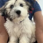 Apricot Toy Poodle Puppies for Adoption in the USA