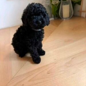 Lola 10 weeks female old Toy Poodle