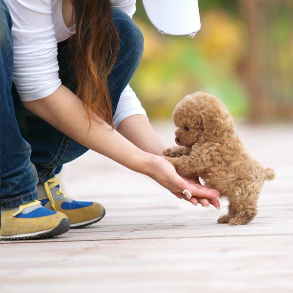 Socialized Toy Poodle Puppies for Adoption in the USA