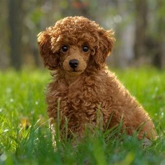 Trained Toy Poodle Puppies | Strickly Pups